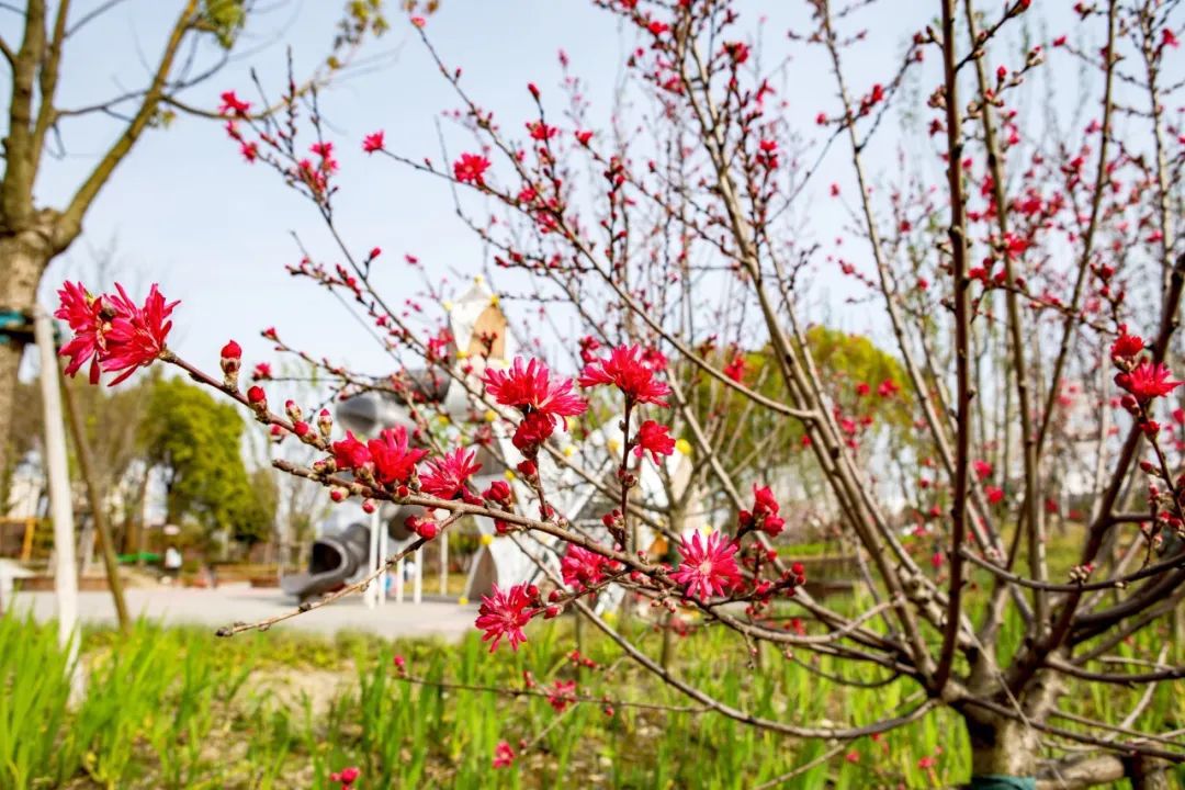 环上桃花源踏青好去处！普陀这些地方不容错过(图5)