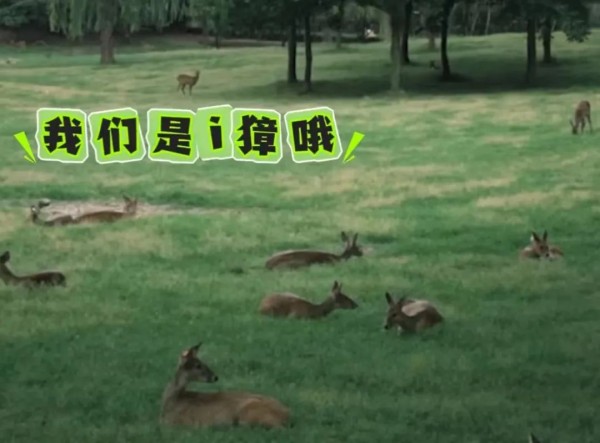 上海“小鹿公园”火了！浦东一座冷门宝藏公园走红！还是免费的！(图8)