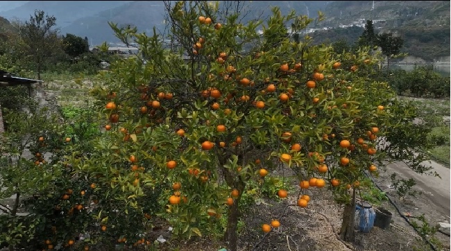 四川泸定：生活“焕新”产业“向新”群众安心(图2)