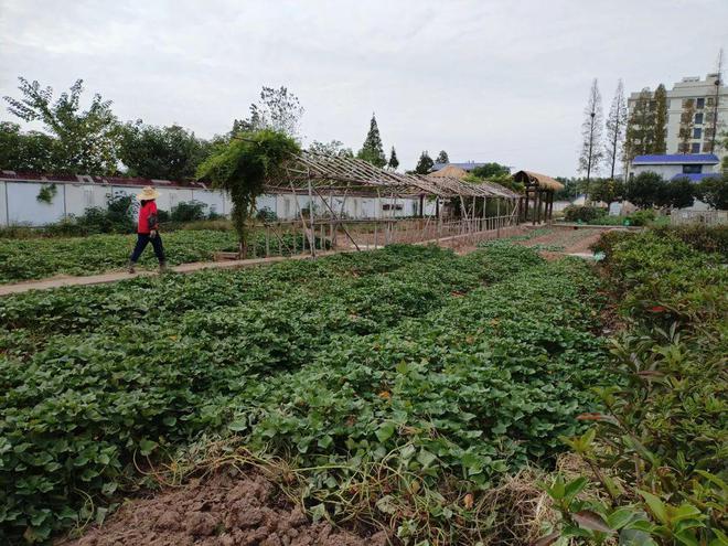 回忆母校（7）：华容县华一明辉中学(图6)