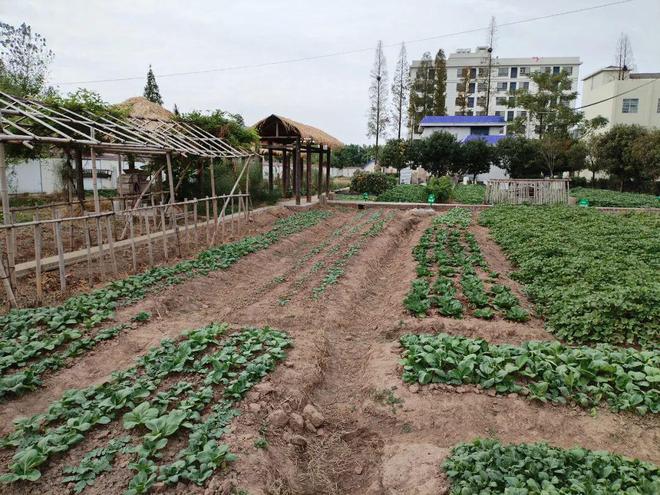 回忆母校（7）：华容县华一明辉中学(图7)