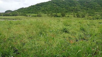 二亩空地适合做什么(图1)