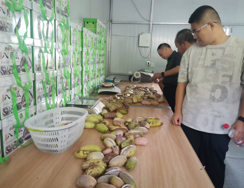 从校园民宿到瓜果基地石台县贡溪村走出乡村振兴特色路(图2)