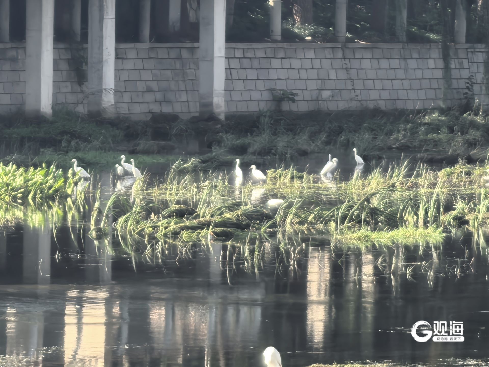 青岛李村河“样板段”成观鸟胜地！白鹭扎堆觅食河道环境改善众多鸟类栖身