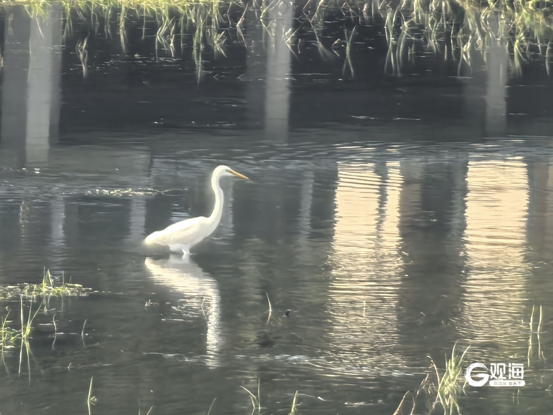 青岛李村河“样板段”成观鸟胜地！白鹭扎堆觅食河道环境改善众多鸟类栖身(图2)