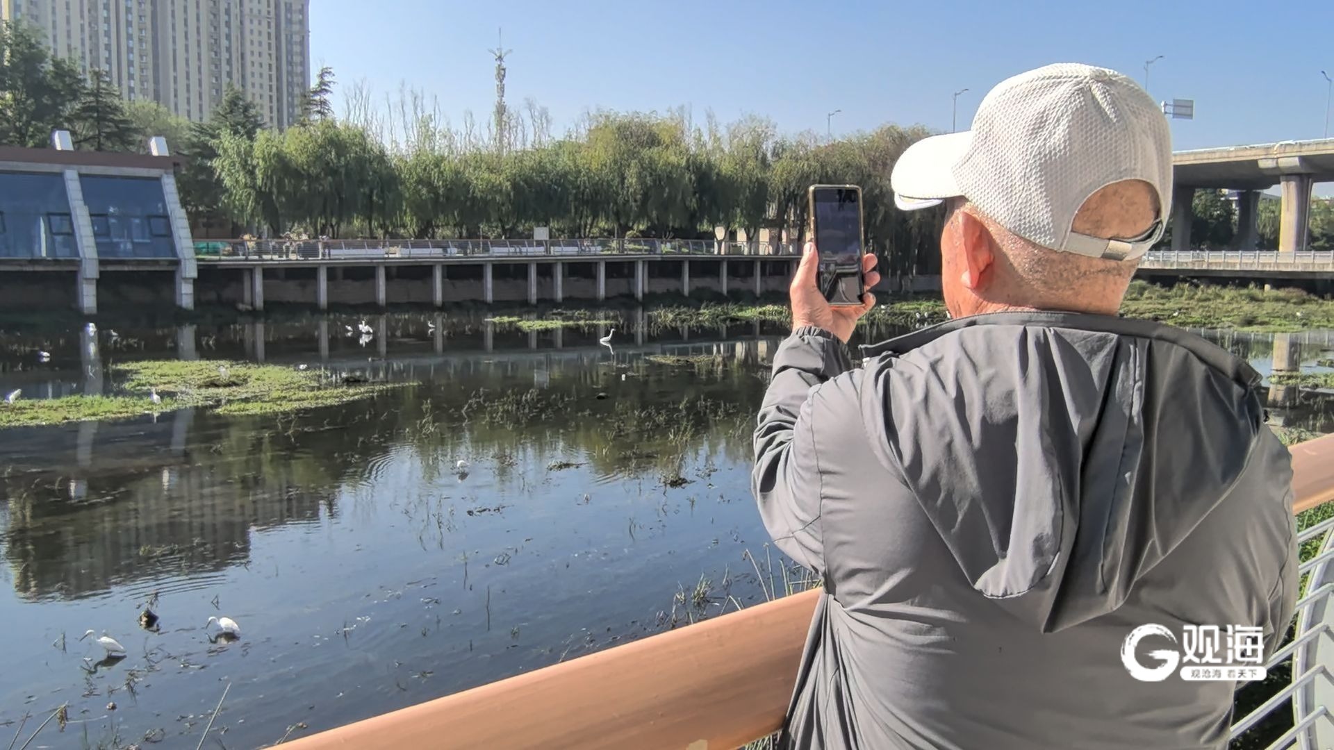 青岛李村河“样板段”成观鸟胜地！白鹭扎堆觅食河道环境改善众多鸟类栖身(图3)