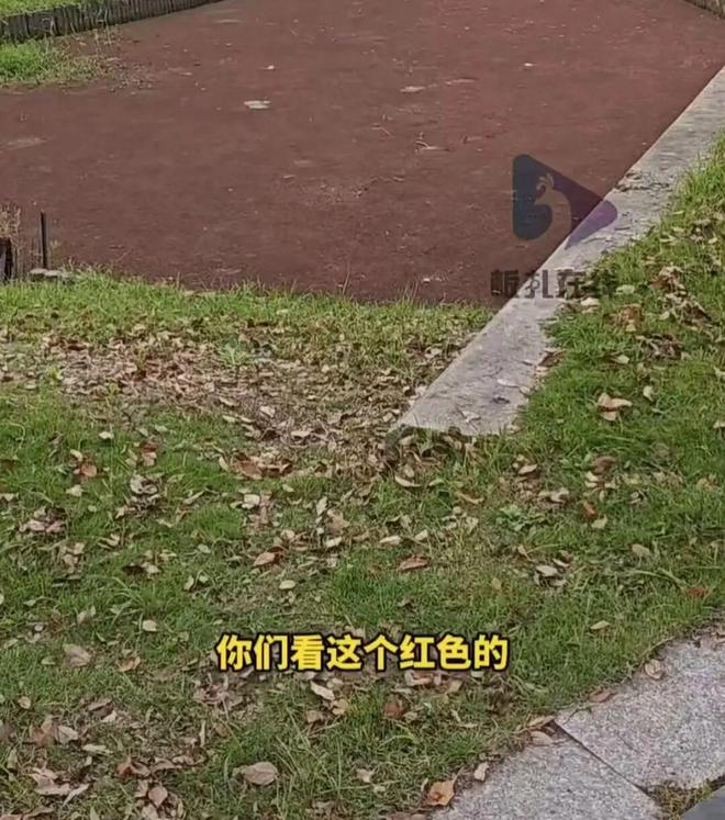 河道被大量不明物覆盖酷似塑胶跑道学校回应：河道已经拦起来了