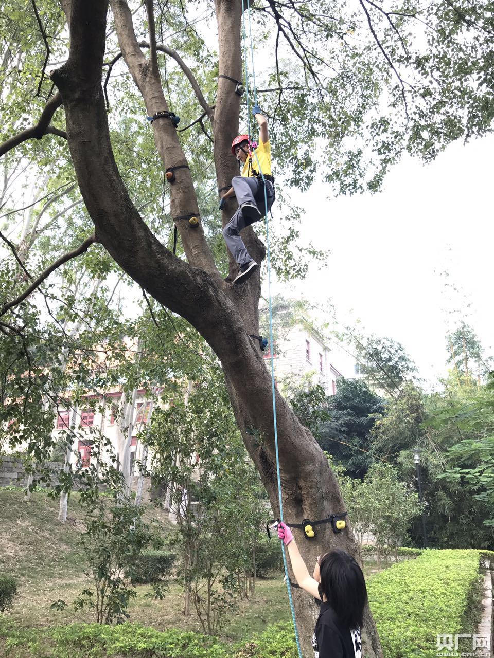 厦门大学举办第三届攀树比赛推广树木修剪维护技术