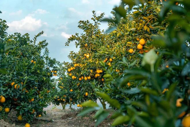 贵阳市政府新闻办举行“享暖冬趣罗甸”2025年黔南州罗甸县暖冬新玩法活动新闻发布会(图2)