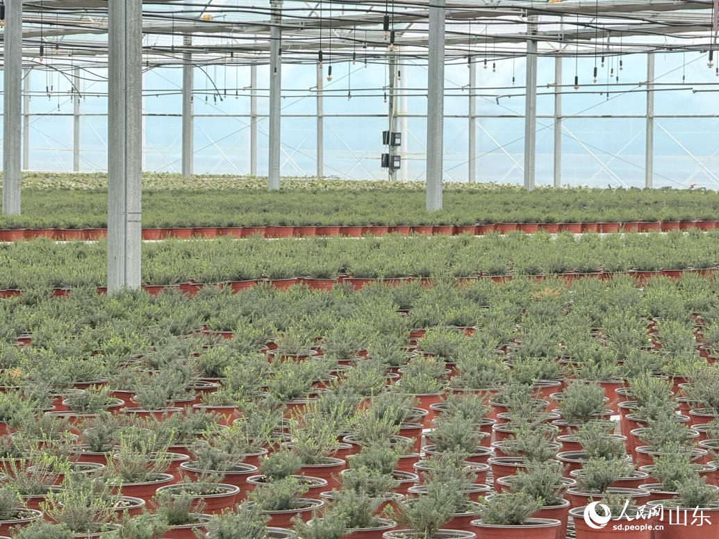 山东威海：成山民宿兴村菱角湾红果富民(图3)